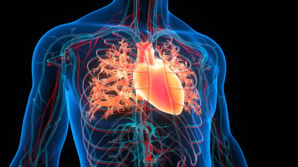 Coronary Artery Disease: What You Should Know